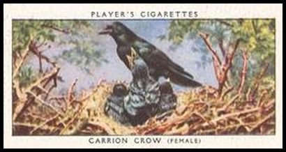 8 Carrion Crow